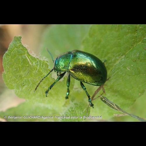 <i>Chrysolina herbacea</i> (Duftschmid, 1825) © Benjamin GUICHARD/Agence Française pour la Biodiversité