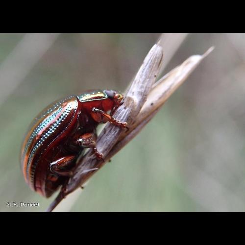 <i>Chrysolina americana</i> (Linnaeus, 1758) &copy; R. Poncet
