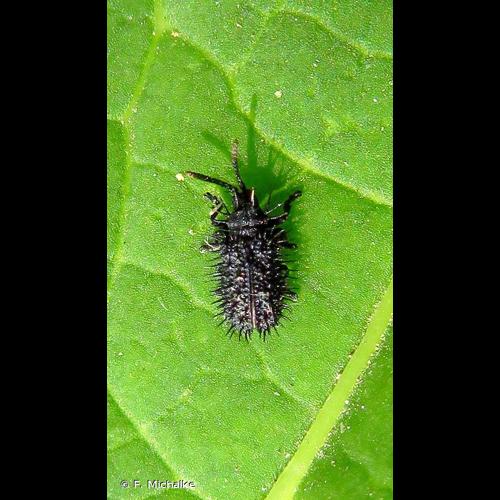 <i>Hispa atra</i> Linnaeus, 1767 © F. Michalke