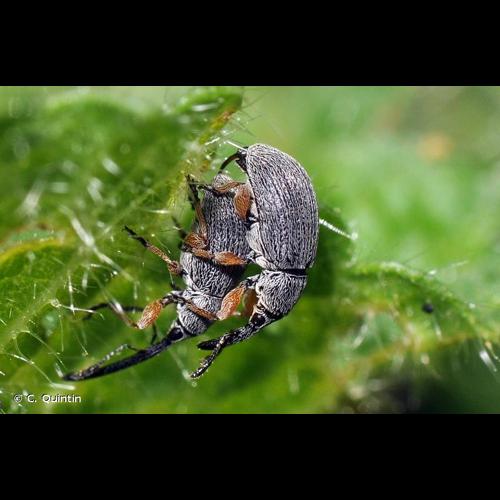 <i>Rhopalapion longirostre</i> (Olivier, 1807) © C. Quintin