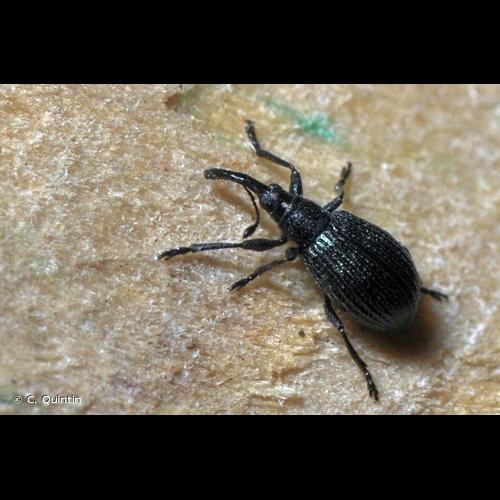 <i>Ischnopterapion virens</i> (Herbst, 1797) © C. Quintin