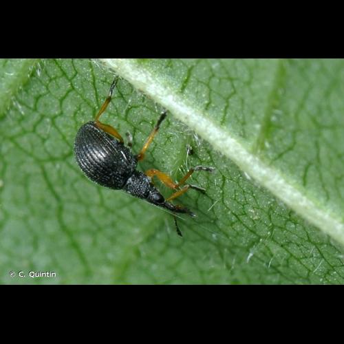 <i>Protapion fulvipes</i> (Geoffroy, 1785) © C. Quintin