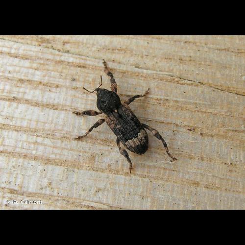 <i>Camptorhinus statua</i> (Rossi, 1790) © B. Calmont