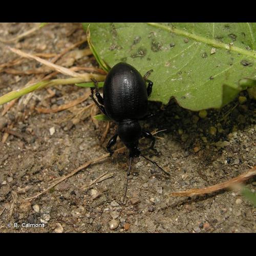 <i>Otiorhynchus morio</i> (Fabricius, 1781) © B. Calmont