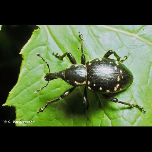 <i>Liparus glabrirostris</i> Küster, 1849 © C. Vanderbergh