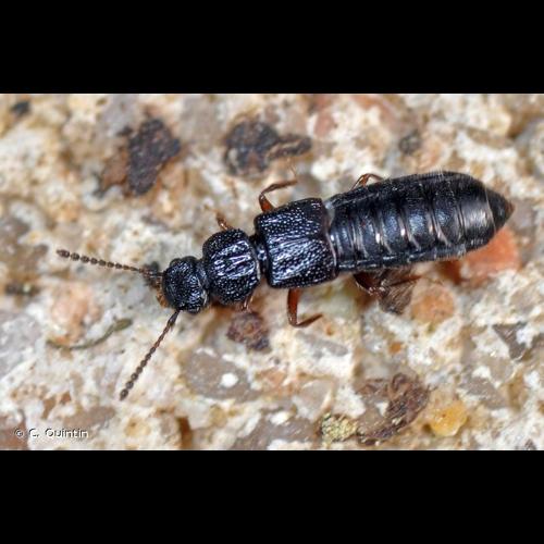 <i>Anotylus rugosus</i> (Fabricius, 1775) © C. Quintin