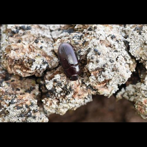 <i>Alphitobius diaperinus</i> (Panzer, 1796) &copy; J. Touroult