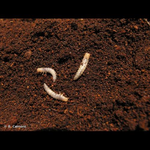 <i>Bolitophagus reticulatus</i> (Linnaeus, 1767) © B. Calmont