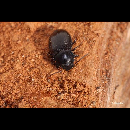 <i>Nalassus ecoffeti</i> (Küster, 1850) © A. Horellou
