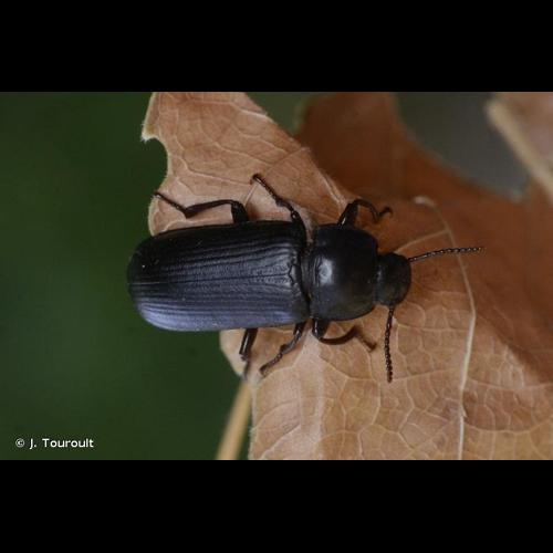 <i>Tenebrio molitor</i> Linnaeus, 1758 © J. Touroult