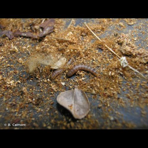 <i>Platydema europaea</i> Laporte de Castelnau & Brullé, 1831 © B. Calmont