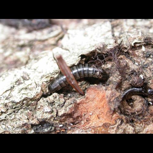 <i>Platydema violacea</i> (Fabricius, 1790) © B. Calmont