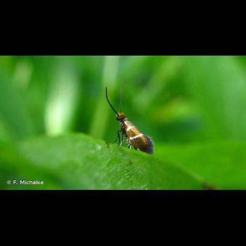 <i>Micropterix aruncella</i> (Scopoli, 1763) &copy; F. Michalke