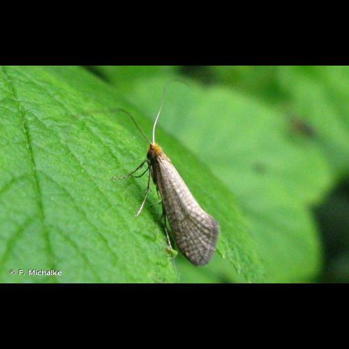 <i>Nematopogon adansoniella</i> (Villers, 1789) © F. Michalke