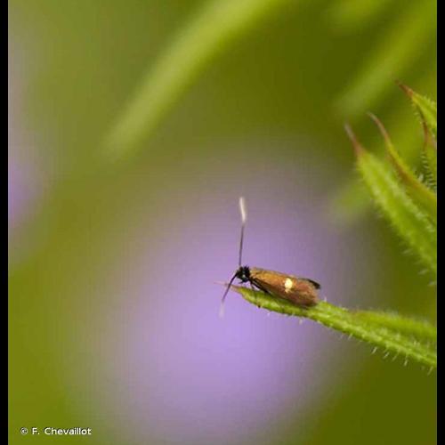 <i>Cauchas fibulella</i> (Denis & Schiffermüller, 1775) © F. Chevaillot