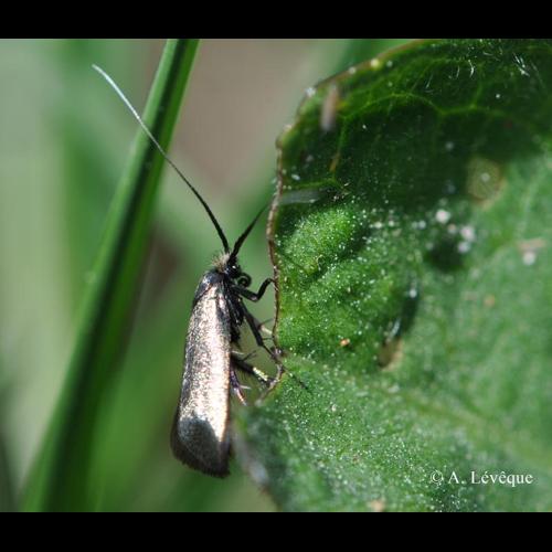 <i>Adela reaumurella</i> (Linnaeus, 1758) © A. Lévêque
