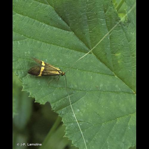 <i>Nemophora degeerella</i> (Linnaeus, 1758) © J-P. Lamoline
