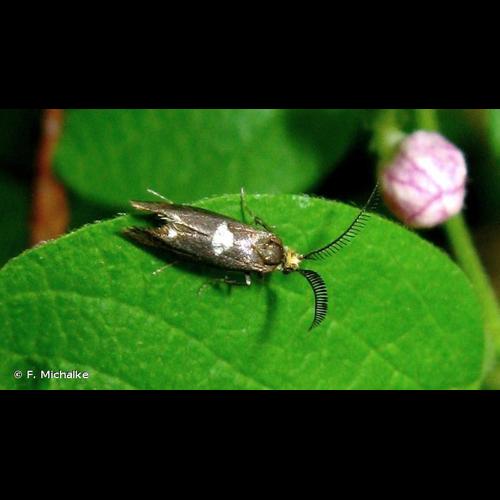 <i>Incurvaria masculella</i> (Denis & Schiffermüller, 1775) © F. Michalke