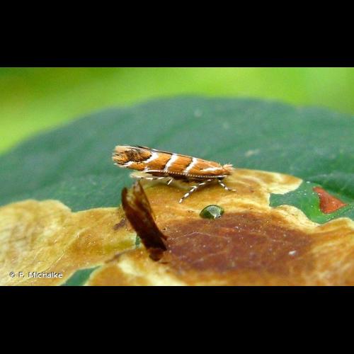 <i>Cameraria ohridella</i> Deschka & Dimić, 1986 &copy; F. Michalke