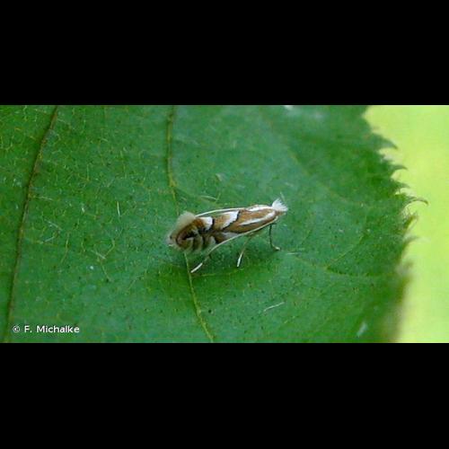 <i>Phyllonorycter coryli</i> (Nicelli, 1851) © F. Michalke