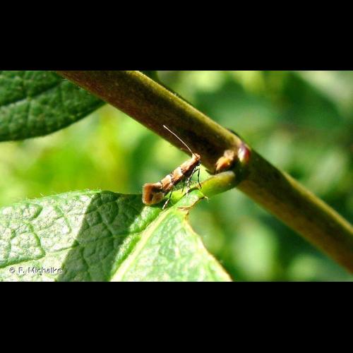 <i>Phyllonorycter trifasciella</i> (Haworth, 1828) © F. Michalke