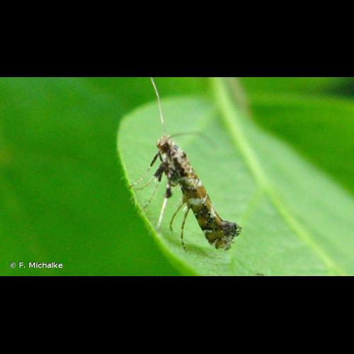 <i>Gracillaria syringella</i> (Fabricius, 1794) &copy; F. Michalke