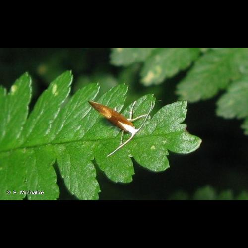 <i>Argyresthia albistria</i> (Haworth, 1828) &copy; F. Michalke