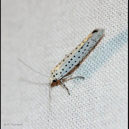 <i>Yponomeuta evonymella</i> (Linnaeus, 1758) © P. Chatard