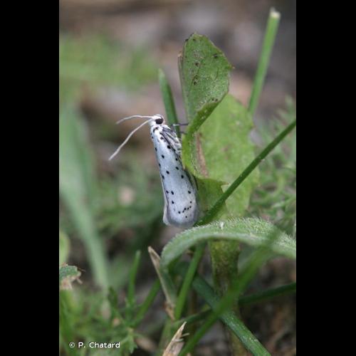 <i>Yponomeuta padella</i> (Linnaeus, 1758) © P. Chatard