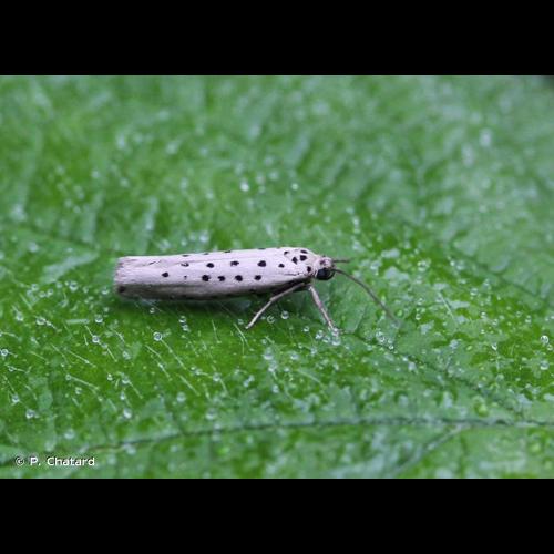 <i>Yponomeuta sedella</i> Treitschke, 1832 &copy; P. Chatard