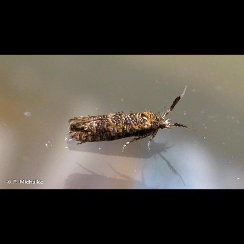 <i>Ochsenheimeria taurella</i> (Denis & Schiffermüller, 1775) © F. Michalke