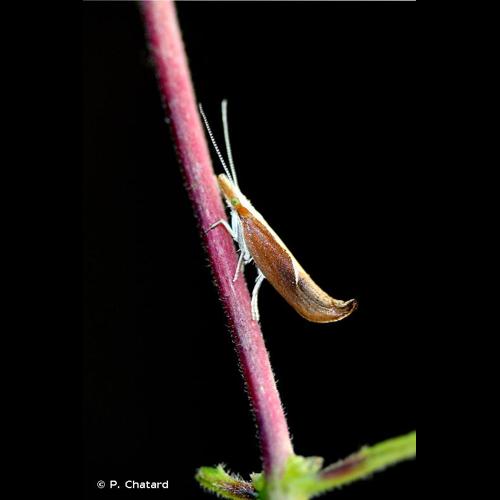 <i>Ypsolopha dentella</i> (Fabricius, 1775) &copy; P. Chatard