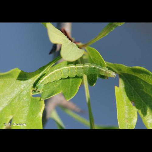 <i>Ypsolopha scabrella</i> (Linnaeus, 1761) © P. Chatard