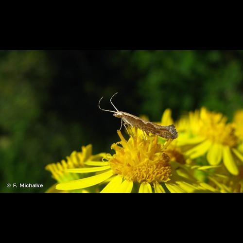 <i>Plutella xylostella</i> (Linnaeus, 1758) © F. Michalke
