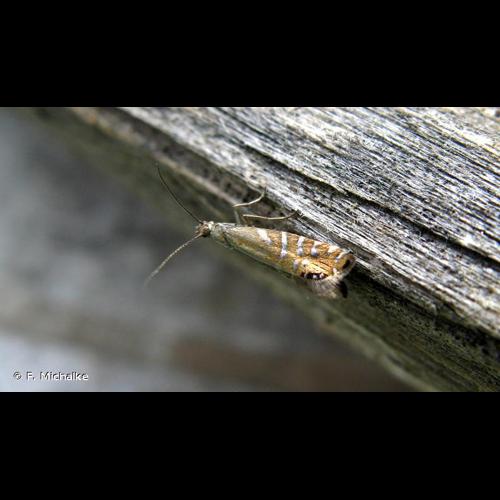 <i>Glyphipterix thrasonella</i> (Scopoli, 1763) &copy; F. Michalke