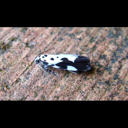 <i>Ethmia quadrillella</i> (Goeze, 1783) &copy; F. Michalke