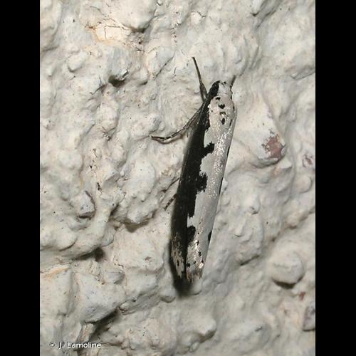 <i>Ethmia bipunctella</i> (Fabricius, 1775) © J. Lamoline