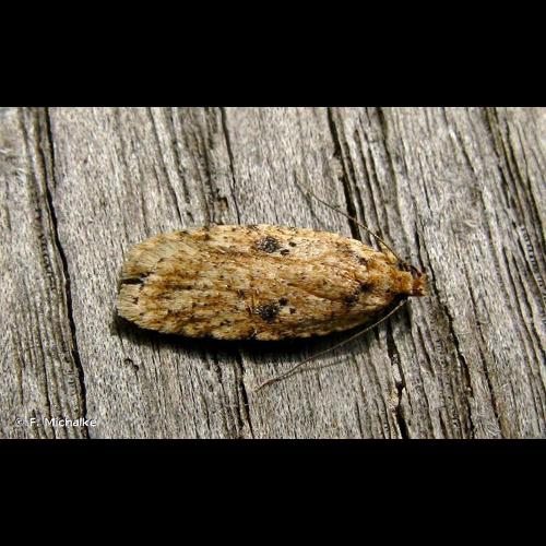 <i>Agonopterix arenella</i> (Denis & Schiffermüller, 1775) &copy; F. Michalke