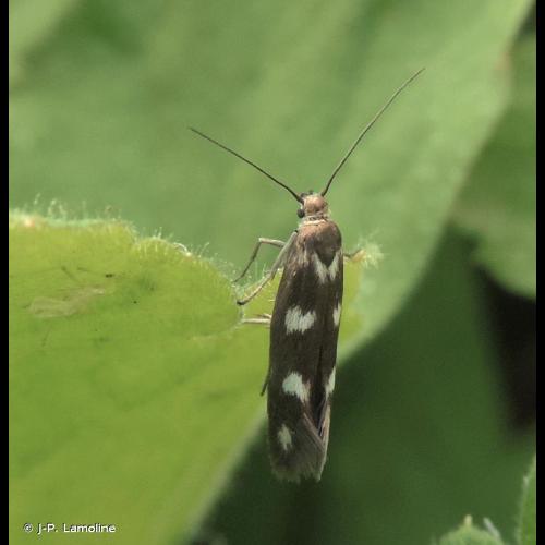 <i>Scythris scopolella</i> (Linnaeus, 1767) © J-P. Lamoline