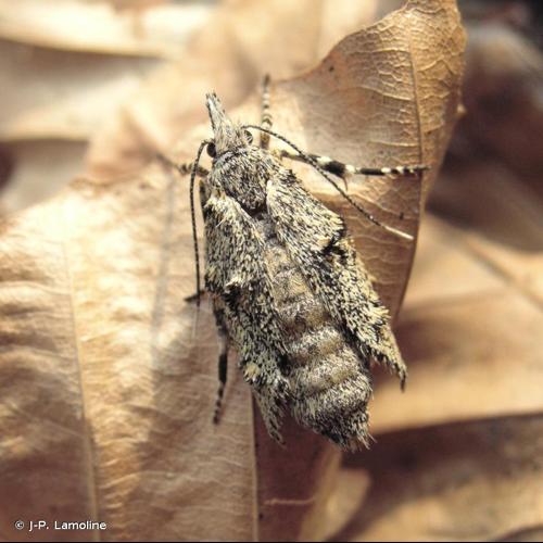 <i>Diurnea fagella</i> (Denis & Schiffermüller, 1775) &copy; J-P. Lamoline