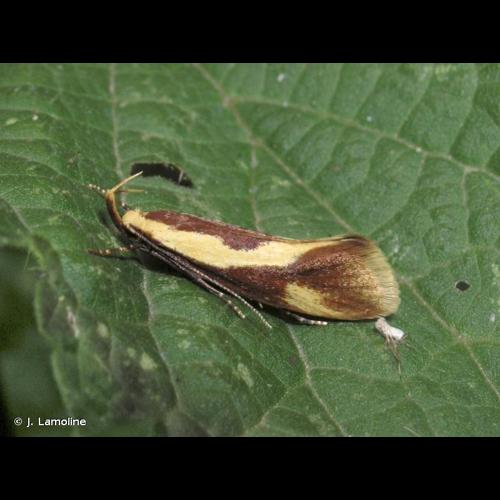 <i>Harpella forficella</i> (Scopoli, 1763) © J. Lamoline