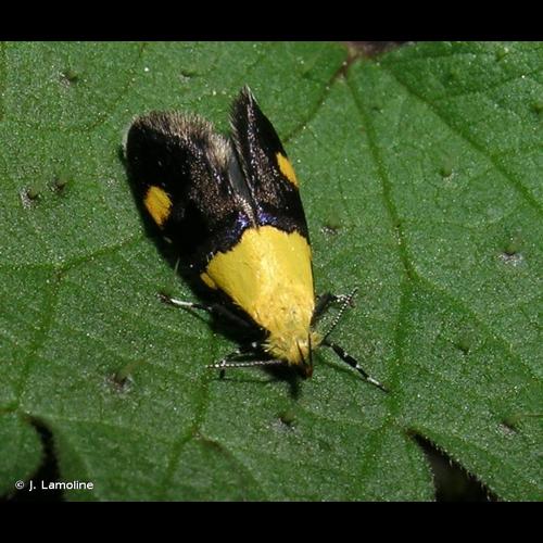 <i>Oecophora bractella</i> (Linnaeus, 1758) © J. Lamoline