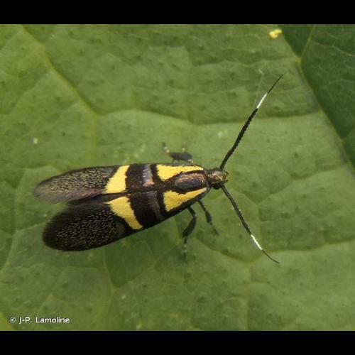 <i>Dasycera oliviella</i> (Fabricius, 1794) © J-P. Lamoline