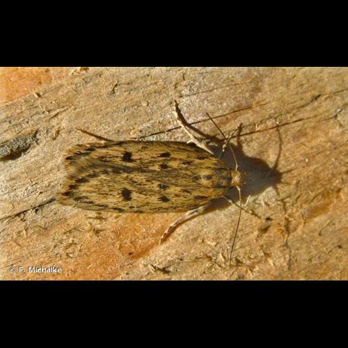 <i>Hofmannophila pseudospretella</i> (Stainton, 1849) &copy; F. Michalke