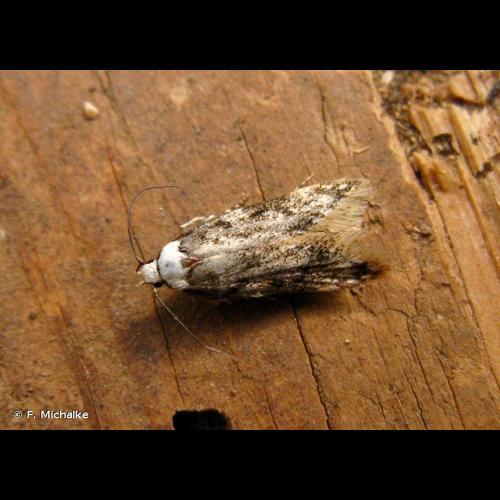 <i>Endrosis sarcitrella</i> (Linnaeus, 1758) © F. Michalke