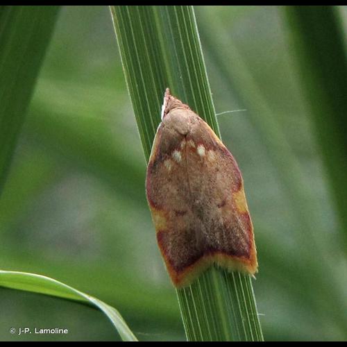 <i>Carcina quercana</i> (Fabricius, 1775) &copy; J-P. Lamoline