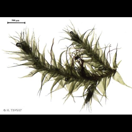 <i>Habrodon perpusillus</i> (De Not.) Lindb., 1863 © H. TINGUY