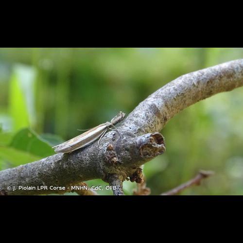 <i>Pleurota aristella</i> (Linnaeus, 1767) © J. Piolain LPR Corse - MNHN, CdC, OFB