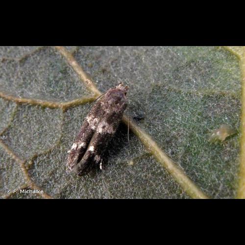 <i>Mompha subbistrigella</i> (Haworth, 1828) &copy; F. Michalke