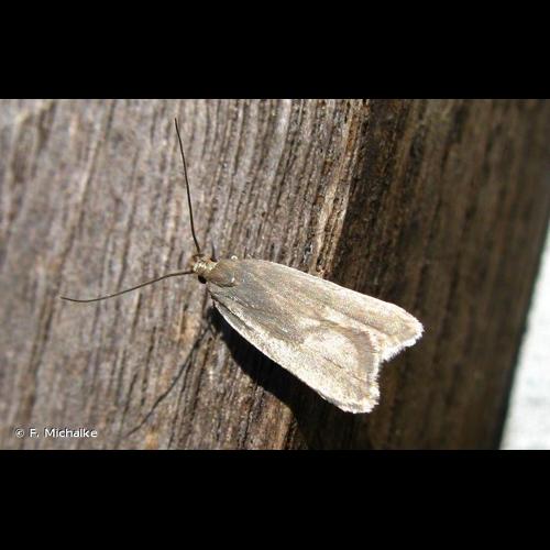 <i>Acompsia cinerella</i> (Clerck, 1759) &copy; F. Michalke